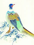 吉祥鹊鸟