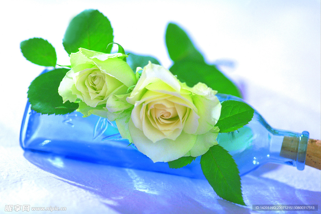 玫瑰花