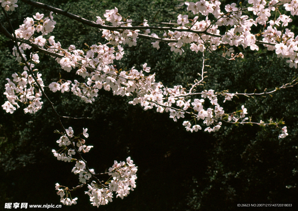 百花大赏