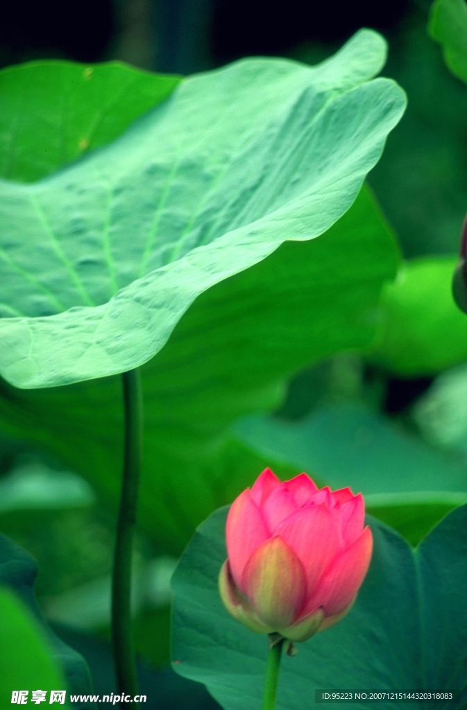 荷花