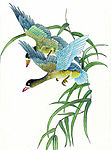 吉祥鹊鸟