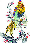 吉祥鹊鸟