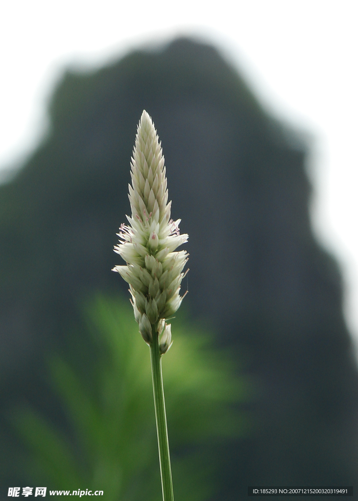 草花
