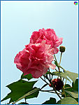 芙蓉花