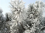 雪松怒放
