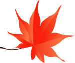 枫叶
