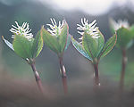 四季风采