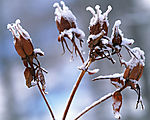 四季风采