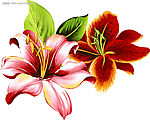 百合花