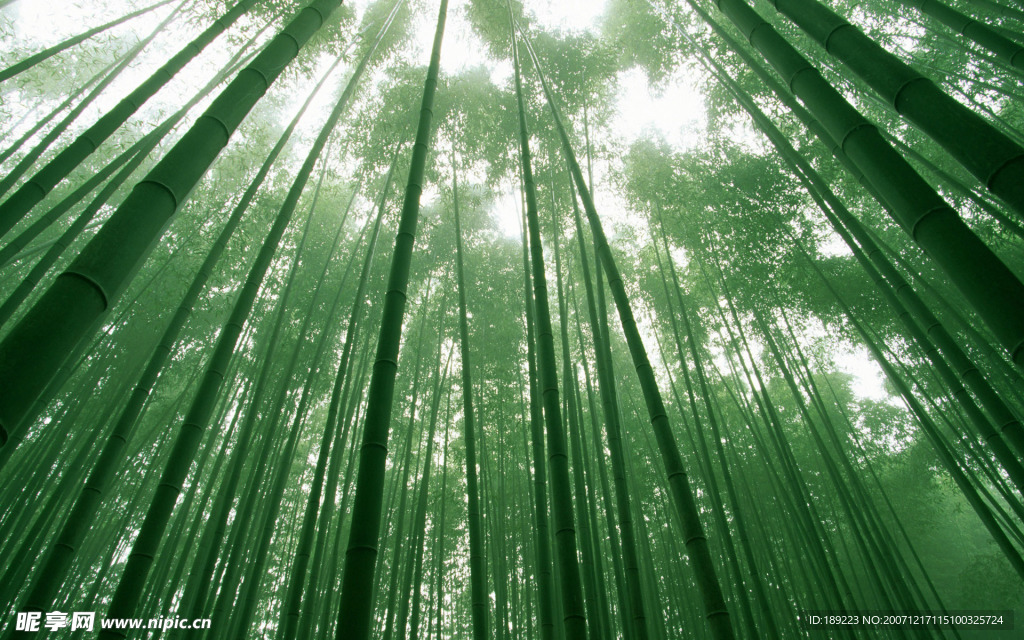 清淅竹子