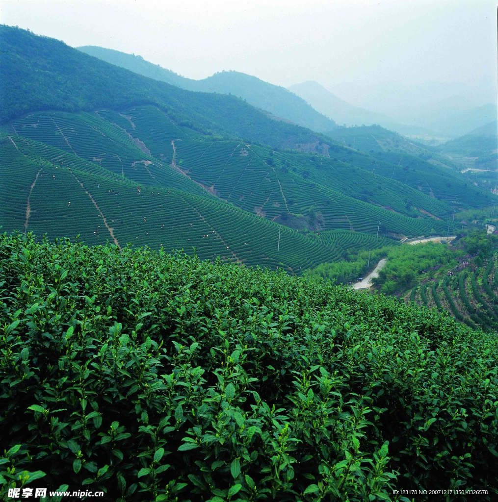 茶山