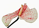 花１