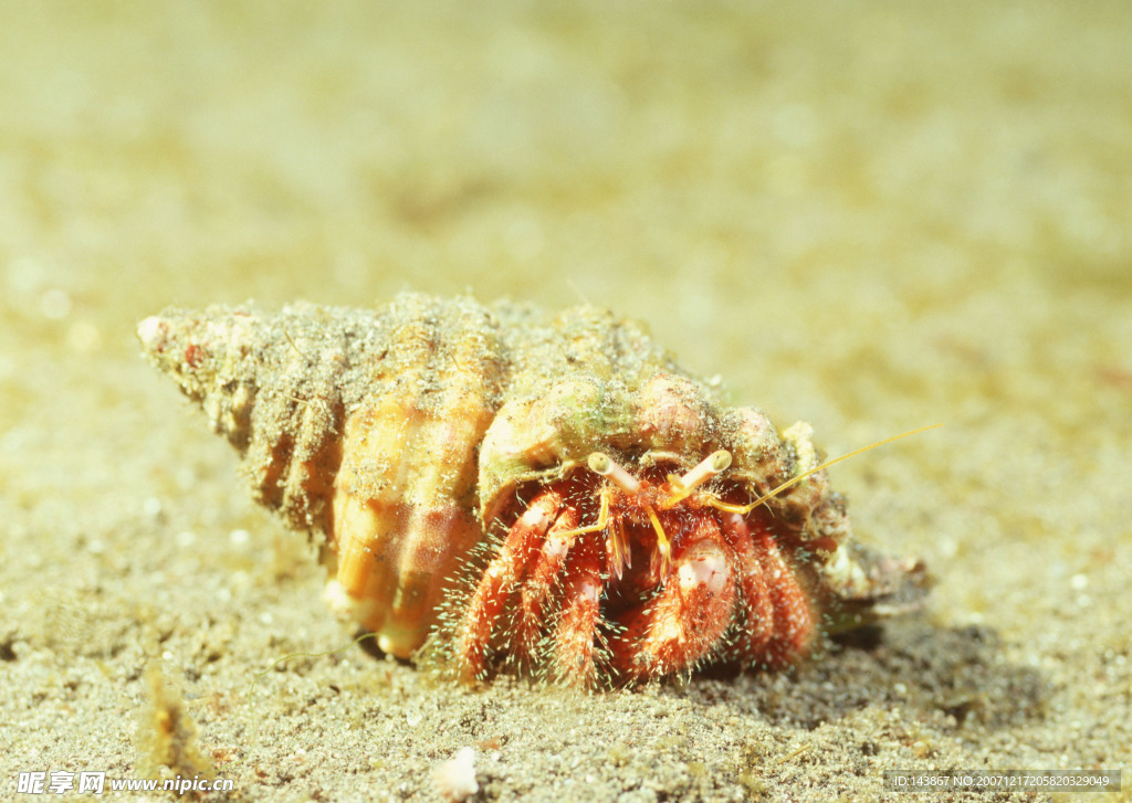 海洋生物