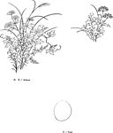 日本线描植物花卉矢量素材