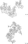 日本线描植物花卉矢量素材