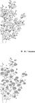 日本线描植物花卉矢量素材