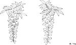 日本线描植物花卉矢量素材