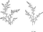 日本线描植物花卉矢量素材