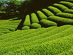 茶山