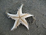 海星