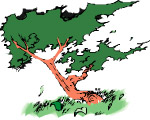 苹果装饰
