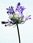鲜花1