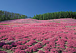 绿色原野