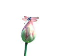 蜻蜓与荷花