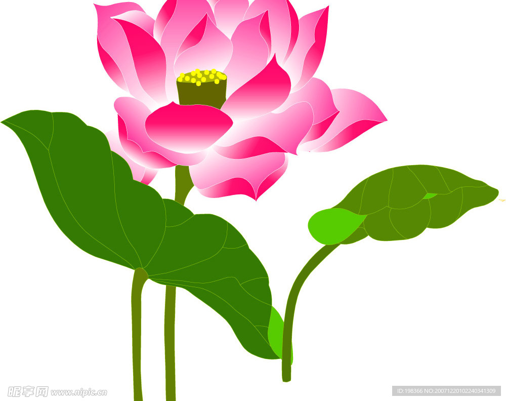荷花1
