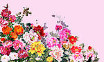 国花牡丹