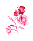 玫瑰花