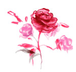 玫瑰花