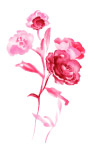 玫瑰花