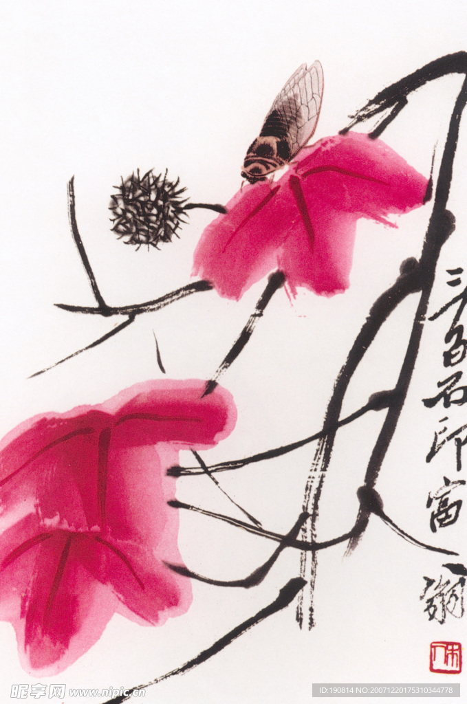 枫叶寒蝉
