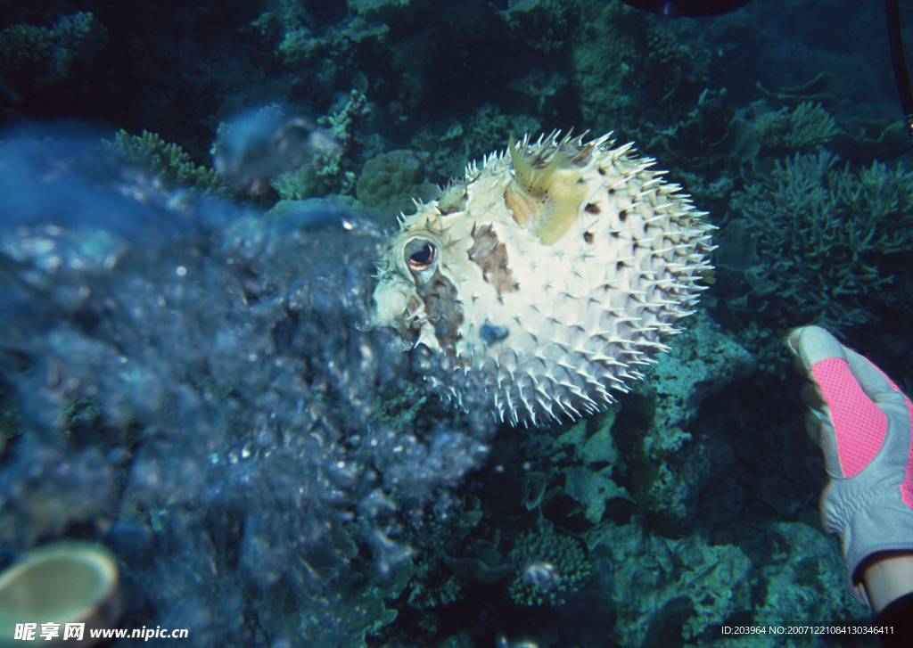 海洋生物