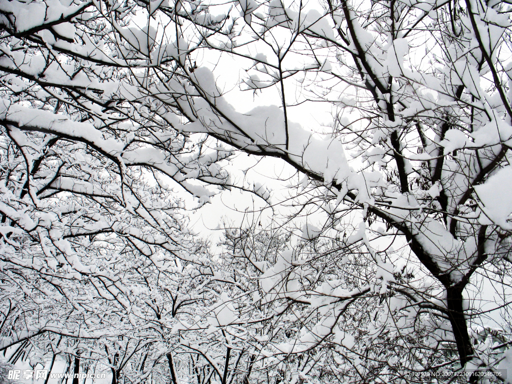 海丽气象吧丨烟威地区降下大到暴雪 部分地区降雪将持续到明天夜间_齐鲁原创_山东新闻_新闻_齐鲁网