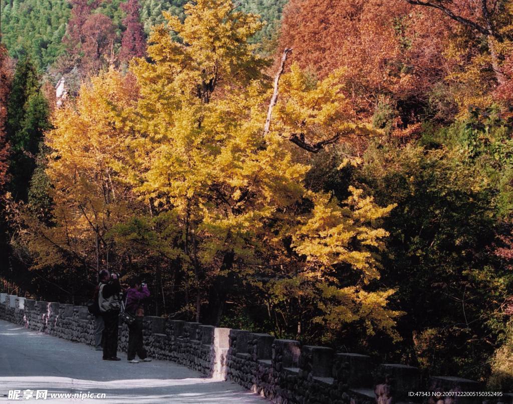 天目山秋天