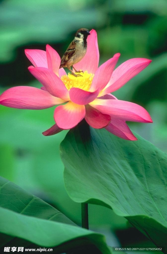 荷花