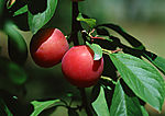 蔬菜瓜果