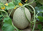 蔬菜瓜果