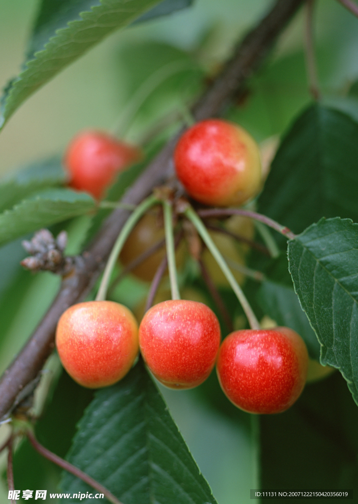 蔬菜瓜果