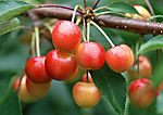 蔬菜瓜果