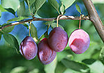 蔬菜瓜果
