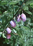 蔬菜瓜果
