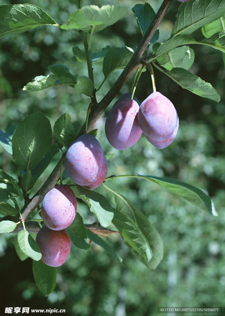 蔬菜瓜果