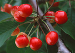 蔬菜瓜果