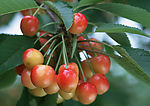 蔬菜瓜果