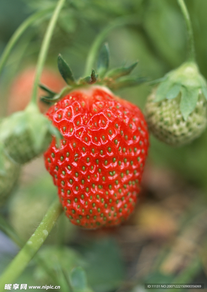 蔬菜瓜果