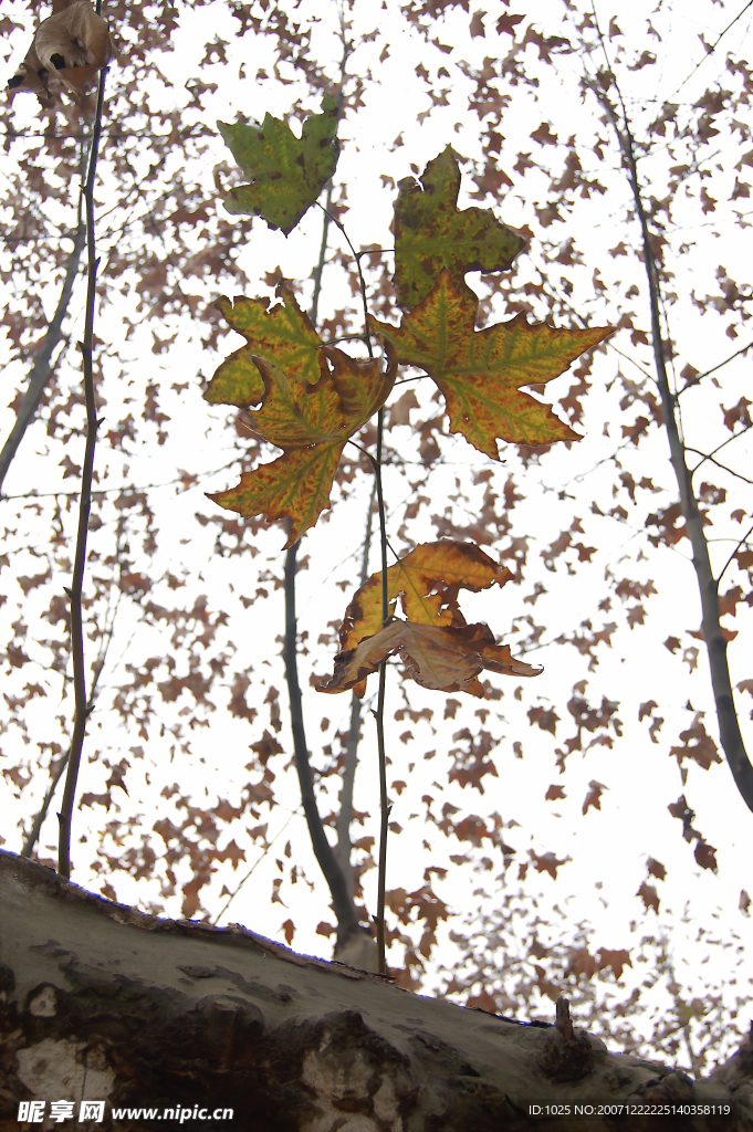 秋天的树叶1
