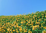 百花大赏